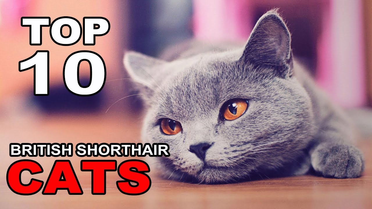 TOP 10 BRITISH SHORTHAIR CATS BREEDS