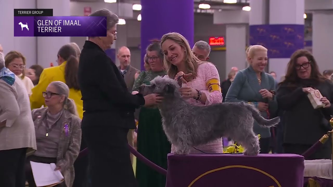 Glen of Imaal Terriers | Breed Judging 2026