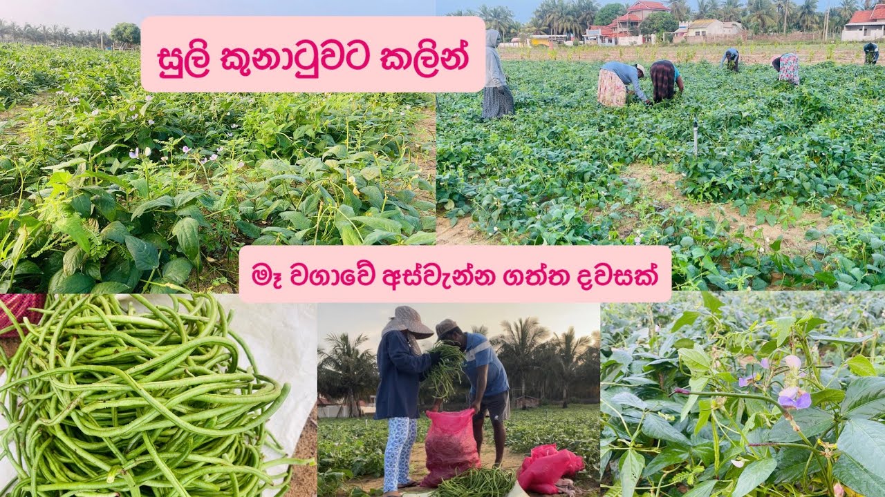 සුලි කුනාටුවට කලින්❤️‍🩹අපේ මෑ වගාවේ අස්වැන්න ගත්ත දවසක්
