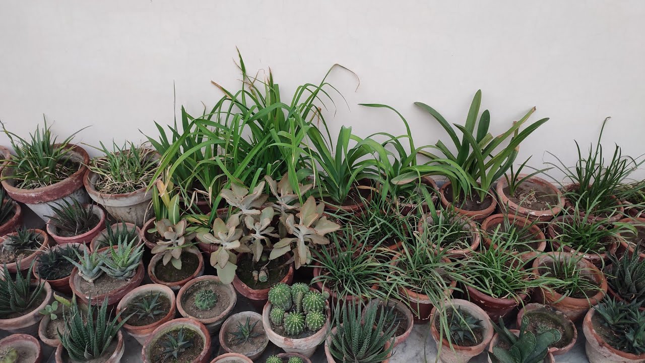 Gaga's Garden Overview - April 2024 _ Cactus, Succulents & Flower Bulbs