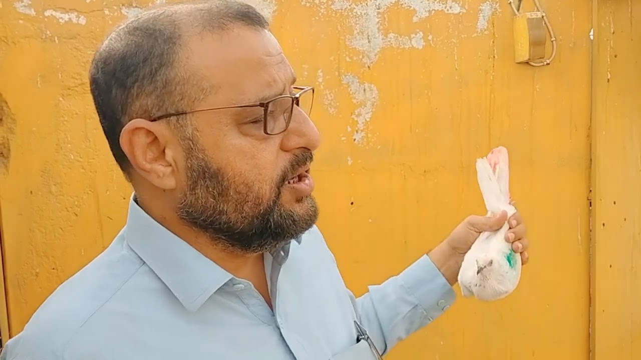 karachi chaimpion ship 1st uraan aur 113:41 bny 7 kabootar sy | kabootar |pigeon