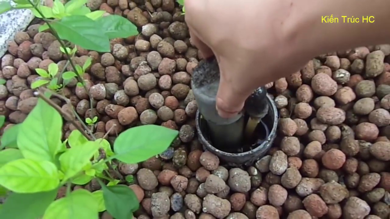 Aquaponics Hướng dẫn làm hệ thống trồng rau nuôi cá