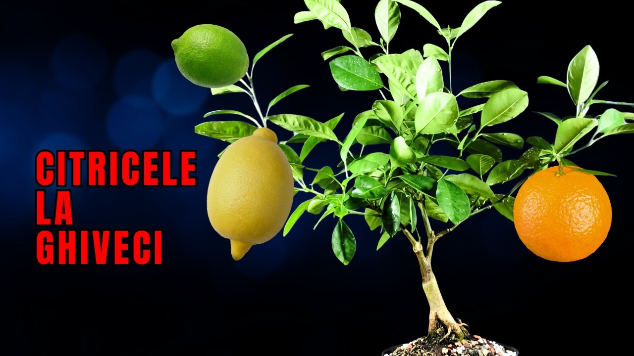 Sfaturi de ingrijire la citrice: Bonsai din Calamondin!