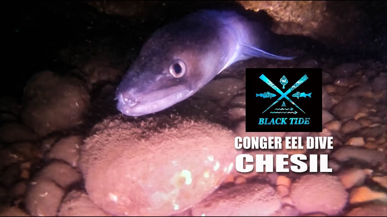 Chesil Beach - Royal Adelaide - Conger Eel - Dive
