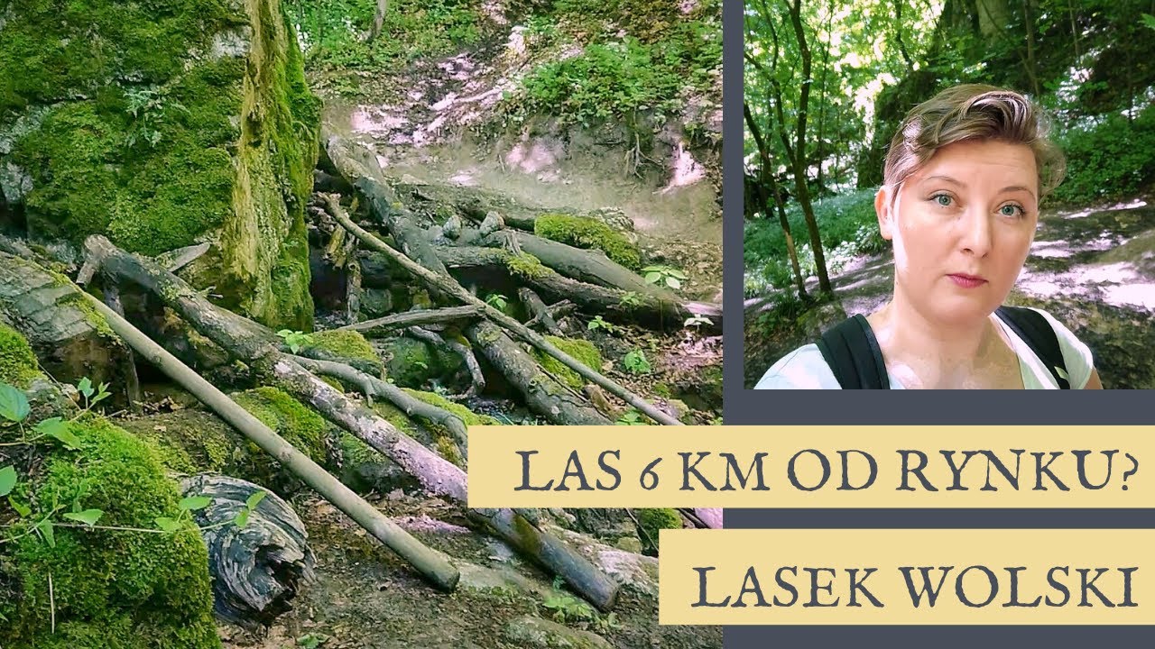 Las 6 km od Rynku Głównego? Las Wolski