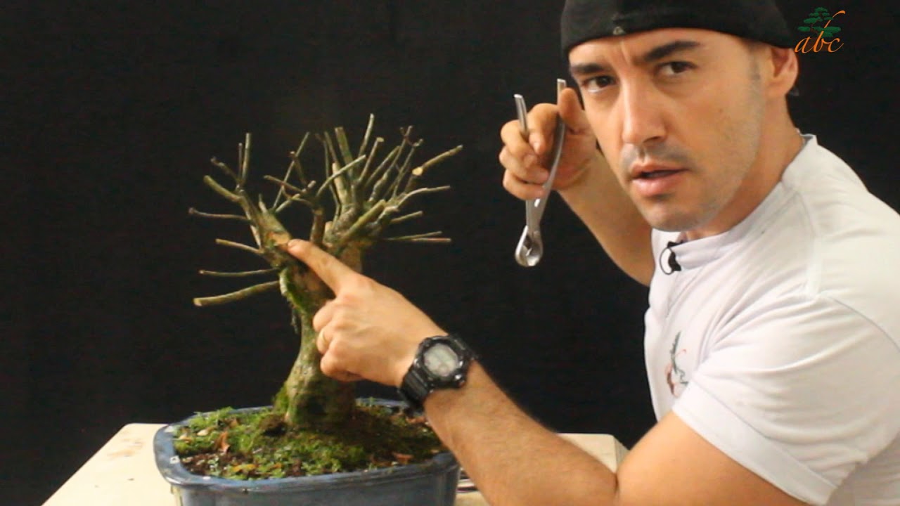 APRENDA A FAZER BONSAI GASTANDO POUCO DINHEIRO | PARTE 2