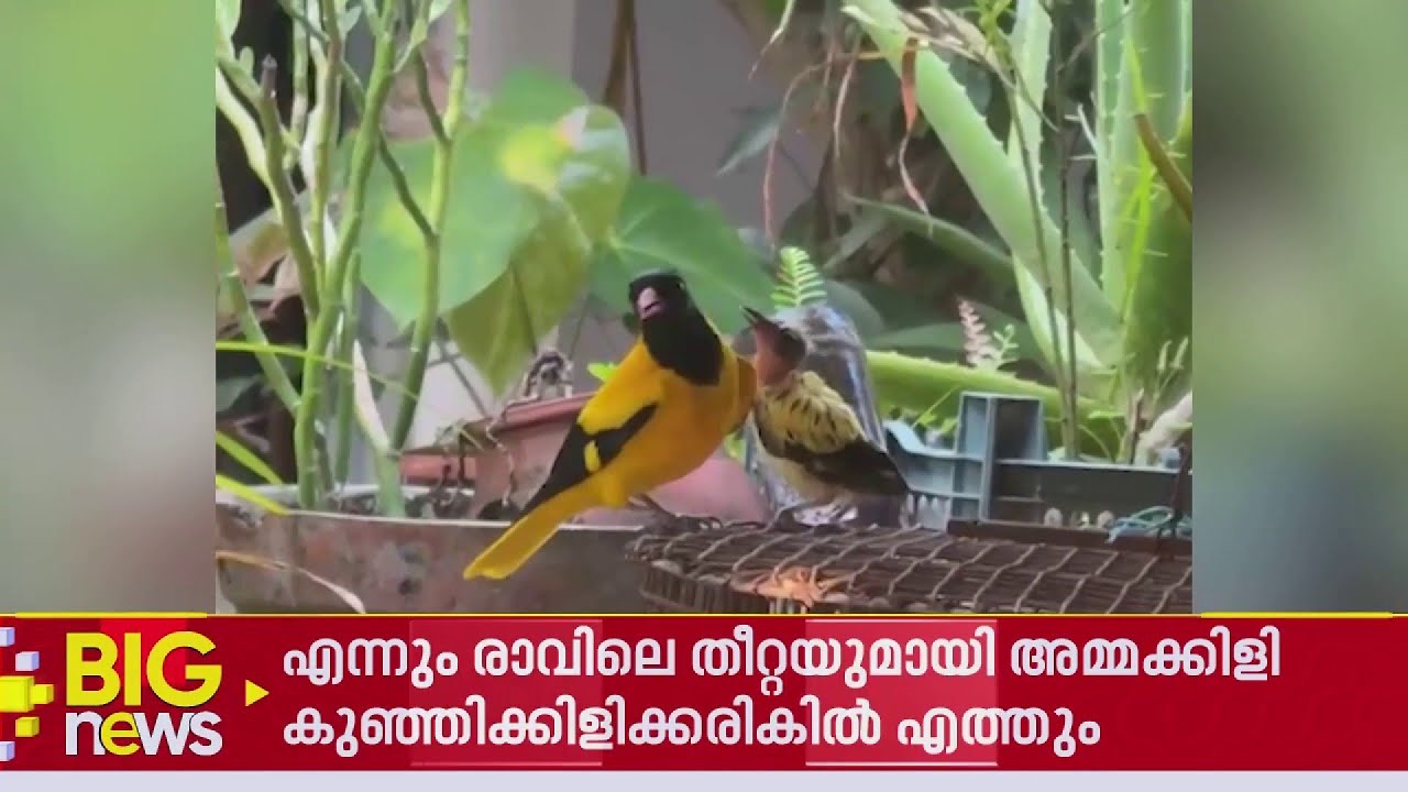 പരിക്കേറ്റ് കിടന്ന കുഞ്ഞിക്കിളിയെ രക്ഷപ്പെടുത്തി...അടുത്ത ദിവസം തപ്പി അമ്മക്കിളി എത്തി | Birds