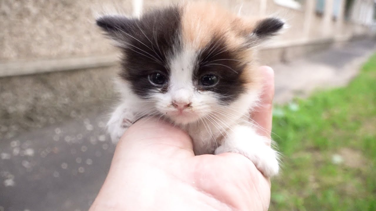 Calico baby kittens is little angels