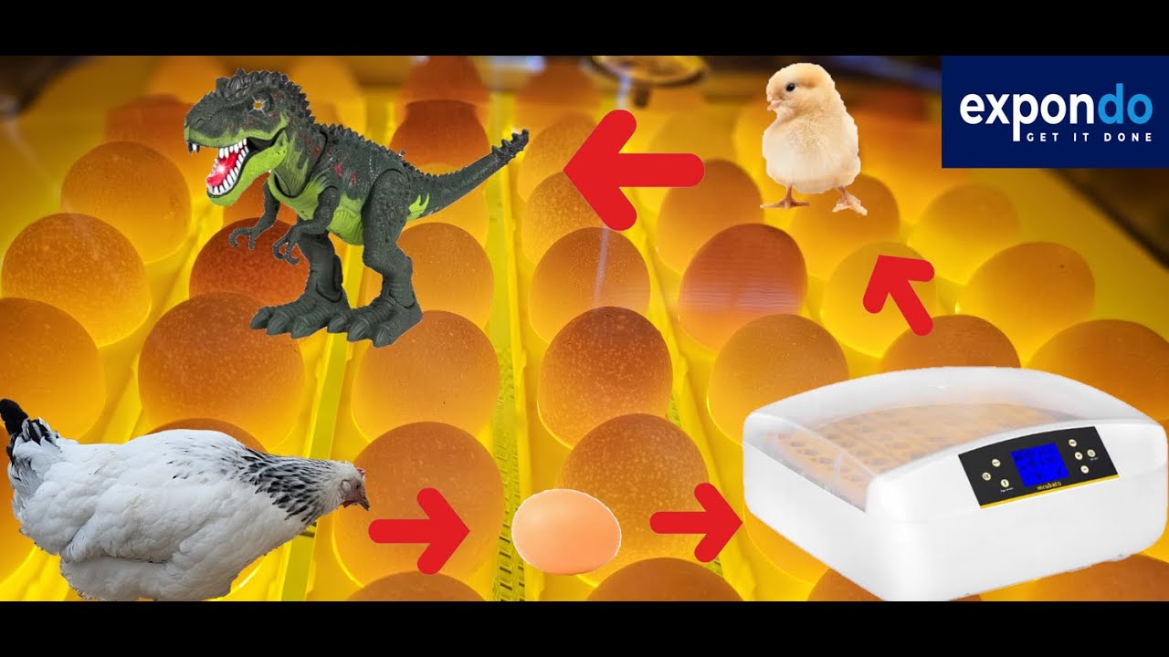 KUŘATA Z LÍHNĚ! 🐣 Líhnutí 56 vajec bez zkušeností - DEN 0: Jak jsem začal? 🤯