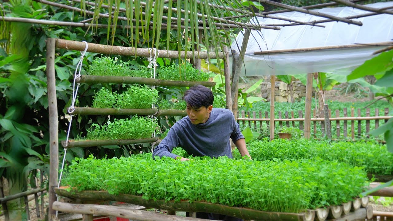 Planting and harvesting vegetables using a unique method| Growing vegetables in the air. Trieu Lam
