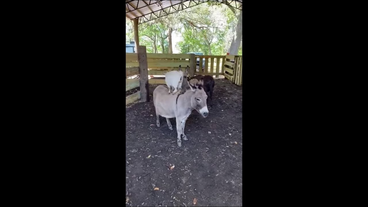 Baby Goat Riding and Scratching a Tolerating Donkey's Back as She Plays