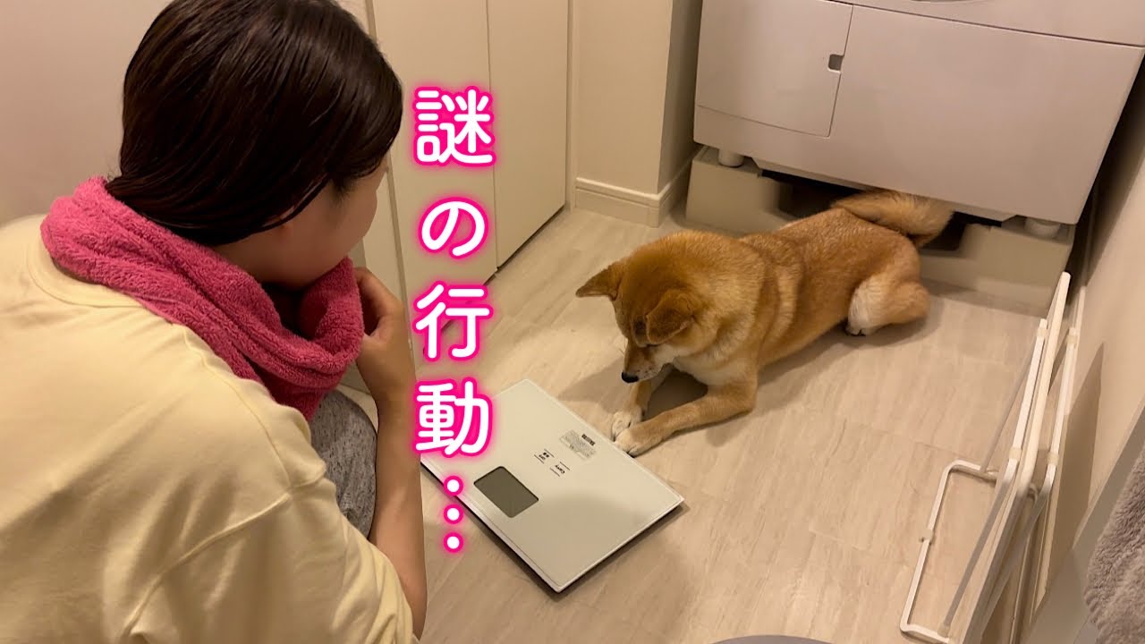 深夜に不可解な行動をしてお風呂場から離れなくなってしまった柴犬
