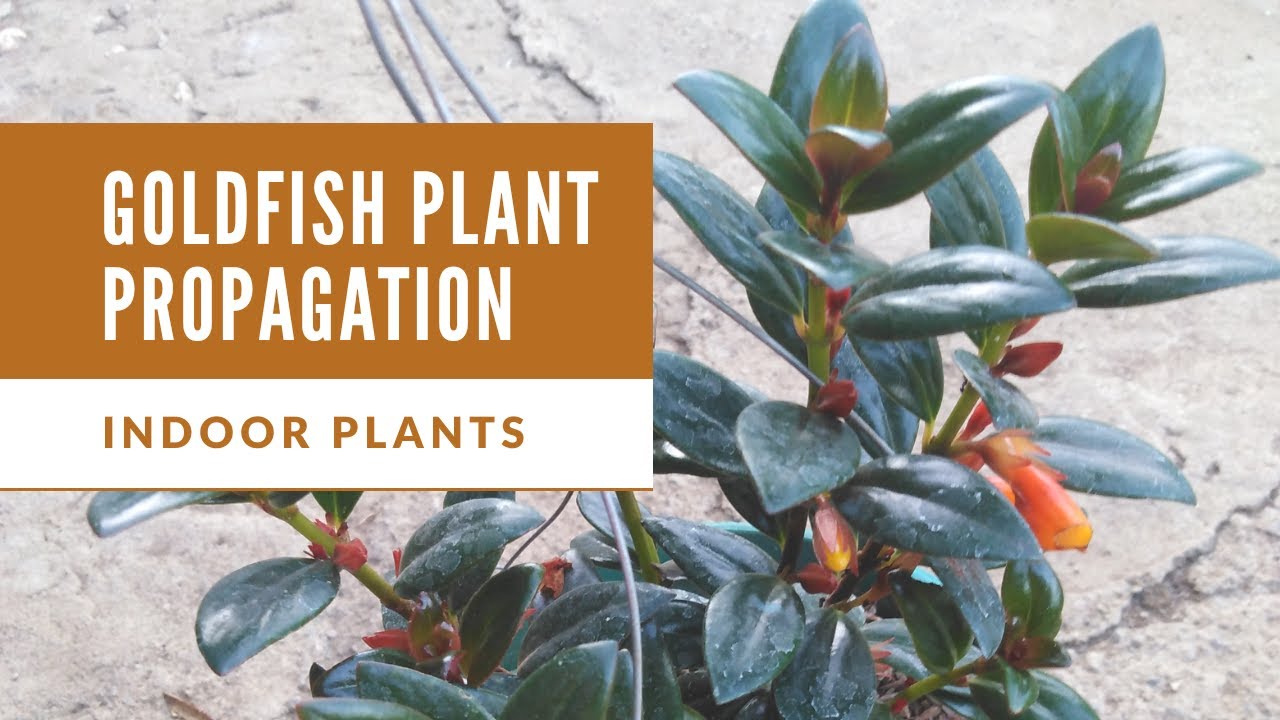 Goldfish Plant Propagation | Indoor plants