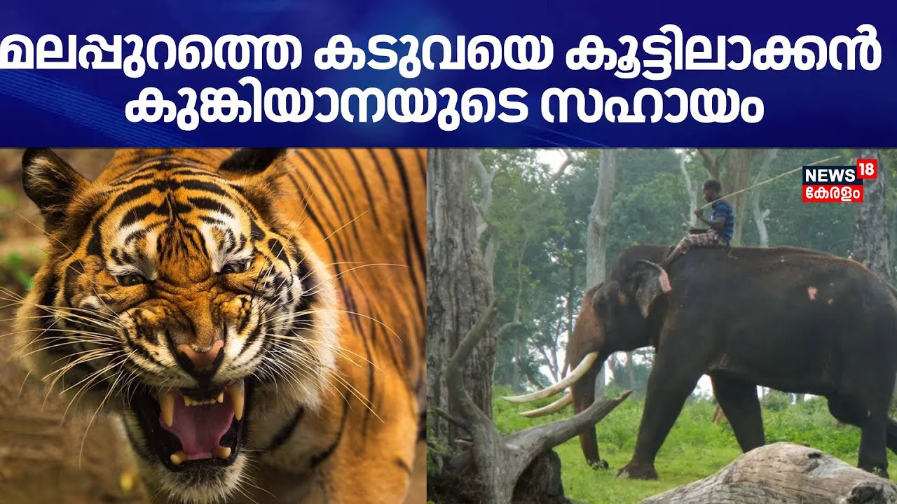 മലപ്പുറത്തെ കടുവയെ കൂട്ടിലാക്കൻ കുങ്കിയാനയുടെ സഹായം | Malappuram Tiger Attack | Wild Animal Attack
