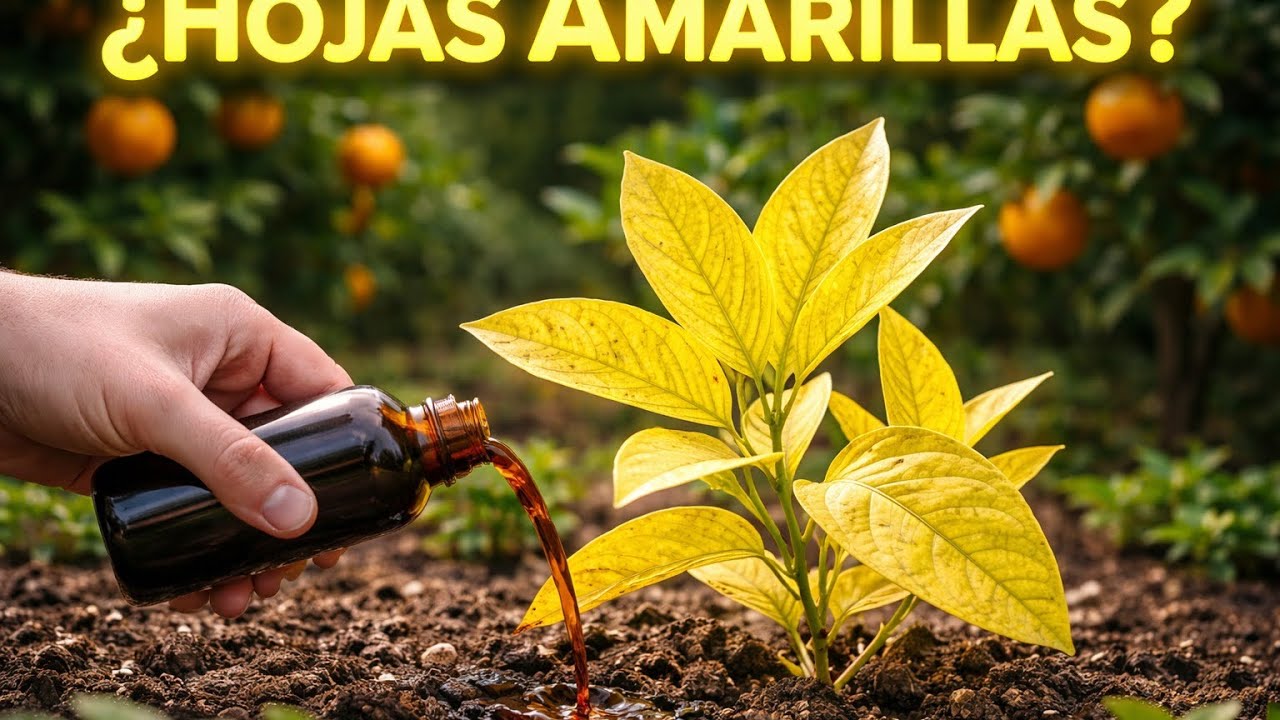 Por que tu cítrico no da frutos y tienen hojas amarillas, descúbrelo hoy mismo 