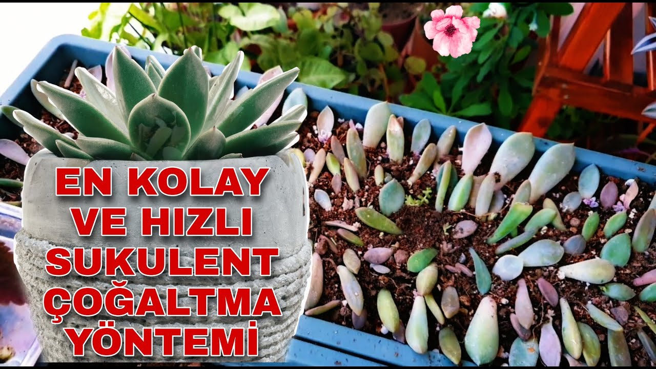 SUKULENT ÇOĞALTMA DA EN HIZLI VE PRATİK YÖNTEM / YAPRAKTAN ÇOĞALTMA / ÇİÇEK DİKİMİ