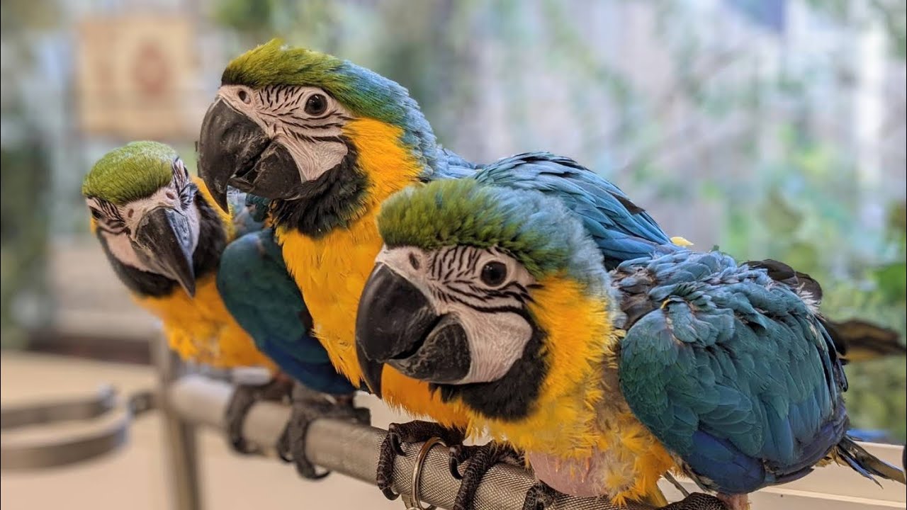 【鳥のいるカフェ🕊千駄木店】ルリコンゴウインコ
