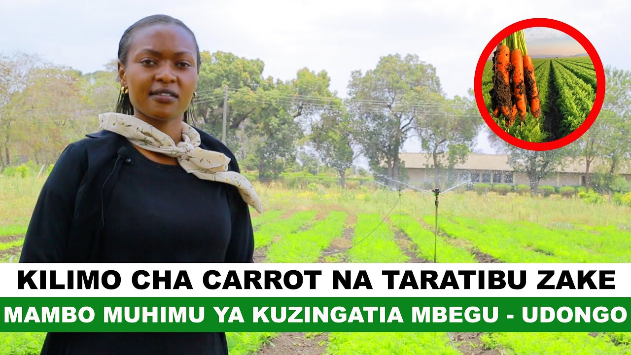 KILIMO CHA CARROT NA TARATIBU ZAKE