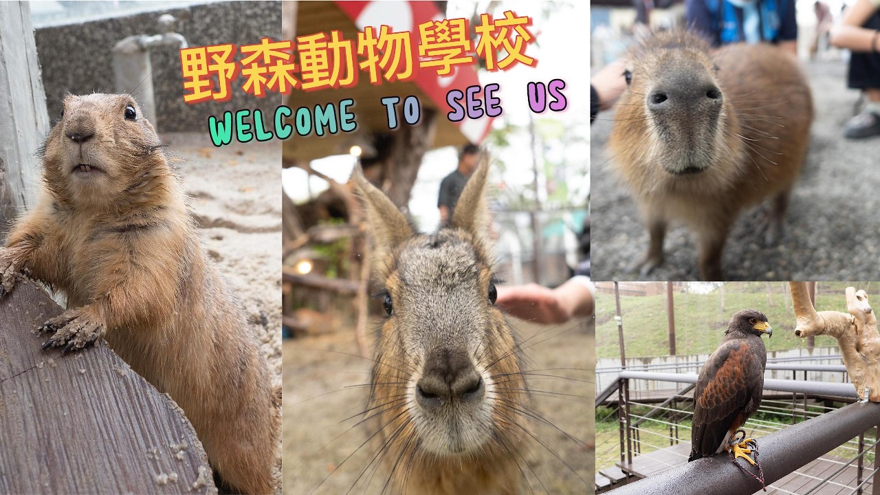 【旅遊】內門新景點！野森動物學校