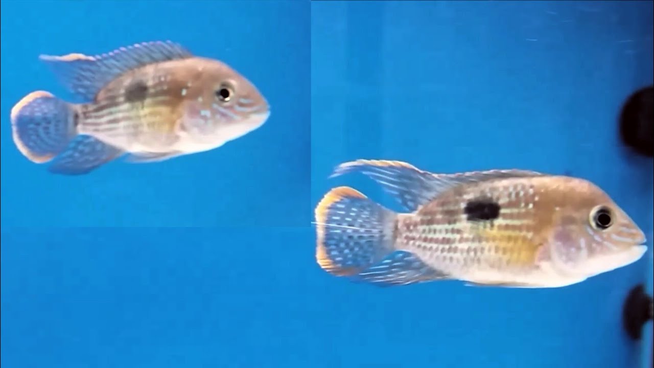 Green terror cichlid care guide - how to care, tank mates, feeding and breeding Green terror cichlid
