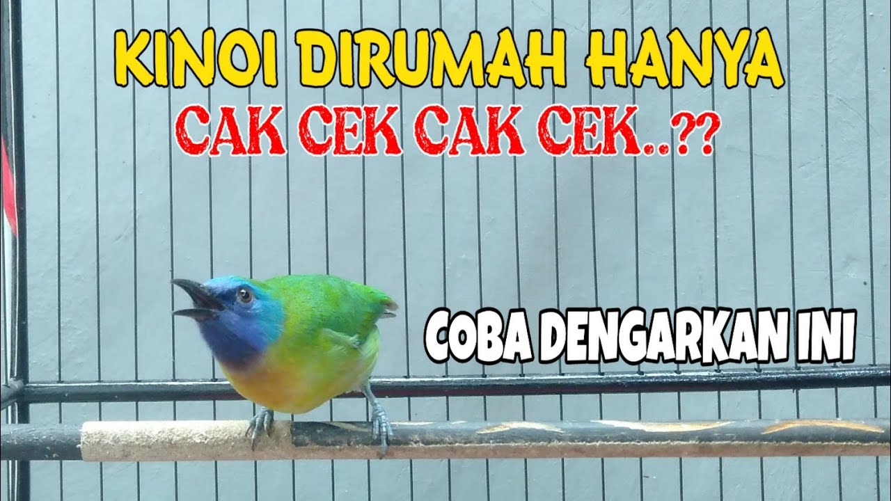 Efektif terapi cucak kinoi untuk pancingan kinoi Bahan