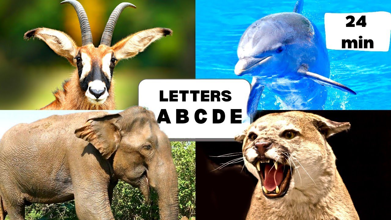 Letters A - E | Learn About Animals  | Learn Letter Sounds | Phonics for Toddlers