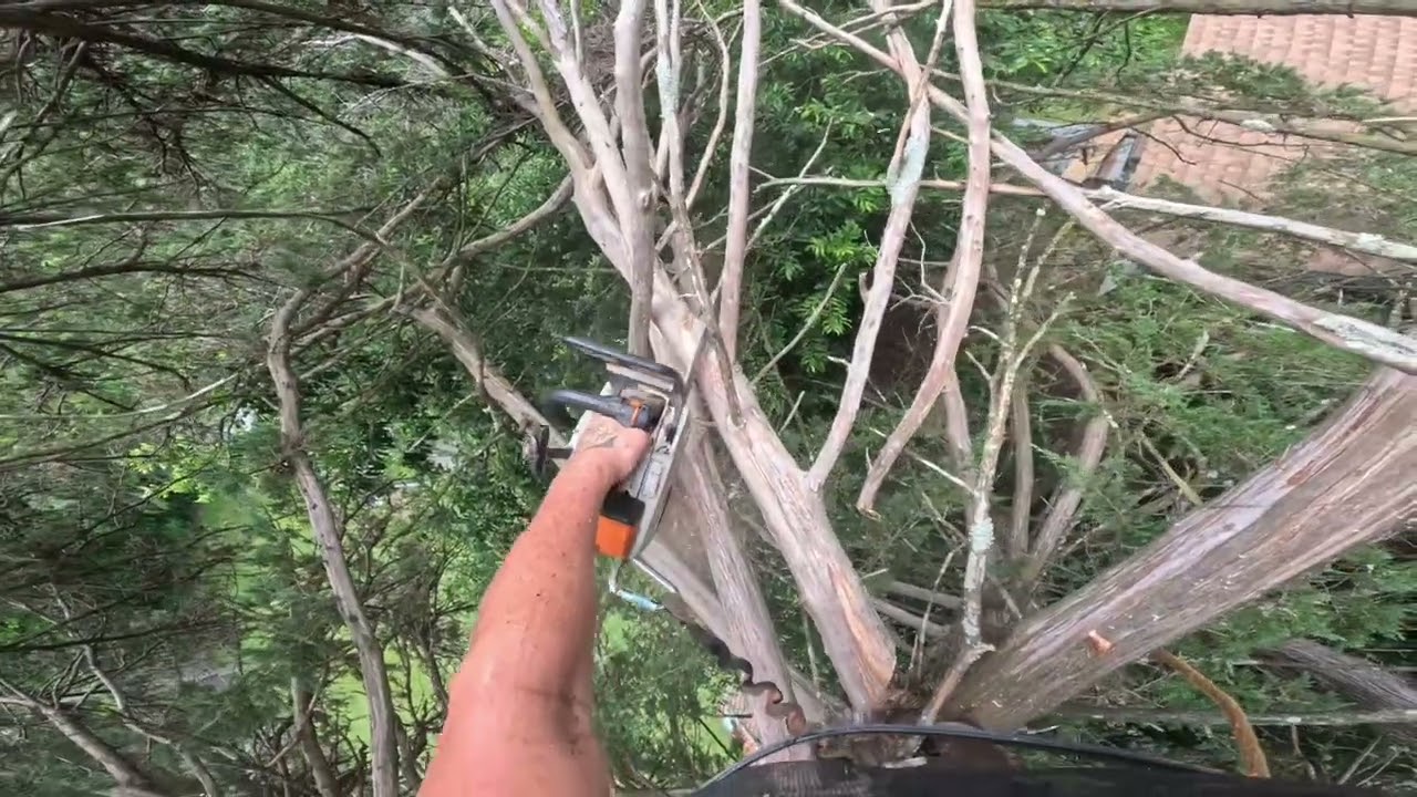 Top of the cedar tree pt2