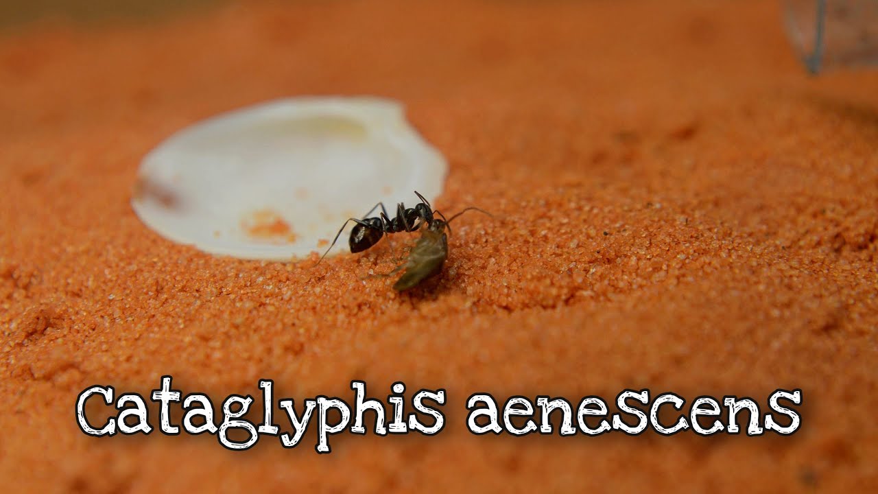 Как сделать арену бегункам // Cataglyphis aenescens // AntKeeper