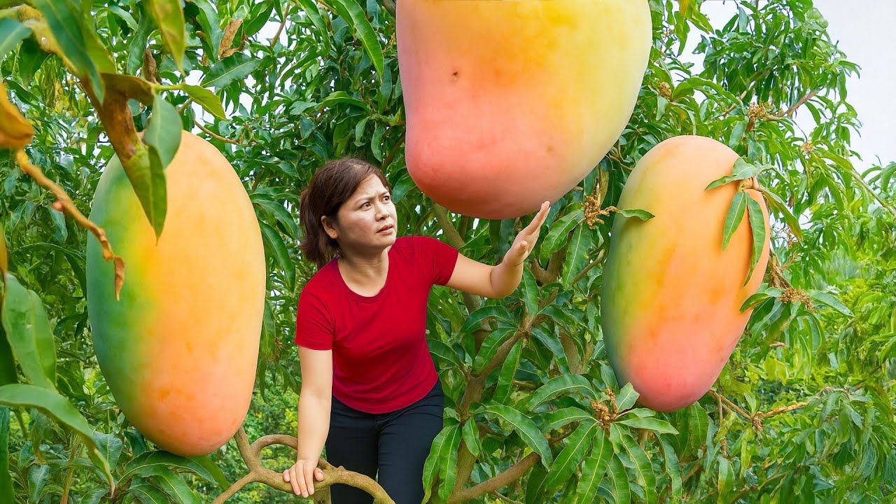 Countryside Life of a Woman: Harvest Giant Australian Mango & Go to Market Sell