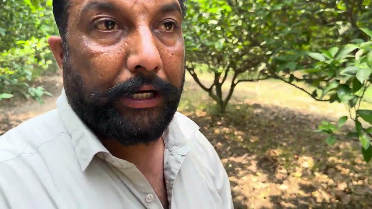 ਅੱਜ ਆਪਾ ਆਏ ਬਾਗ ਵਿੱਚ ਮਾਲਟੇ ਦੇ// ਜ਼ਾਫ਼ਾ ਵਰਾਇਟੀ || ਫਰੂਟ ਦਾ ਨੁਕਸਾਨ ਇਸ ਵਾਰ |🔥♥️