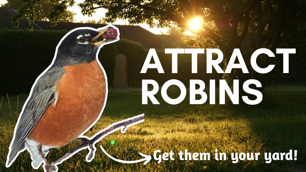 What Do Robins Eat? The BEST Foods For American Robins