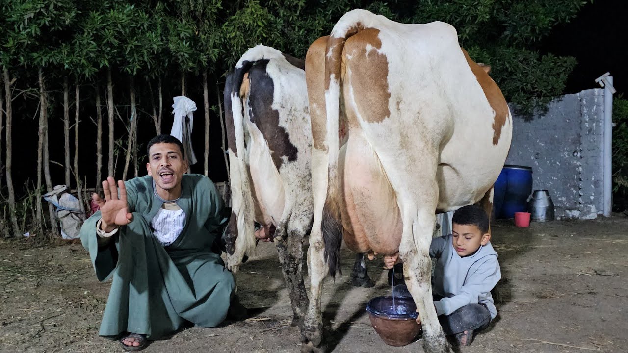 سبحان الخالق سلالات نادره لاول مره عينك هتشوفها من داخل مزرعه المعلم ضياء محمد بقرة بنزينات لبن