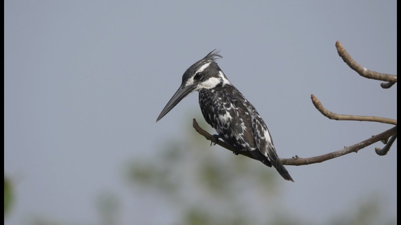 Birding in The Gambia December 2015: Part Two - The North-west