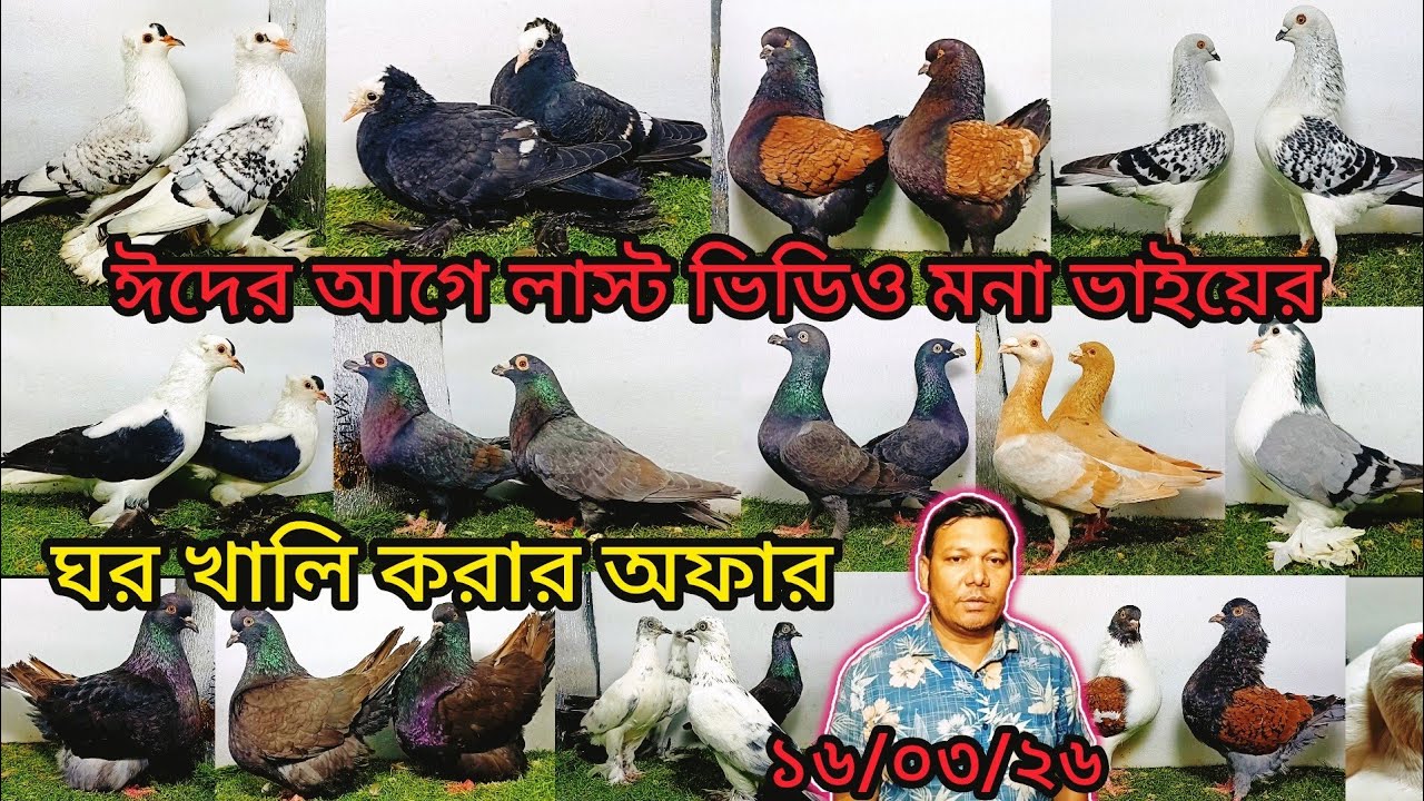 মনা ভাইয়ের ঈদের আগে লাস্ট ভিডিও ঘর খালি করা অফার | pigeon video | কবুতর | pigeon lover |
