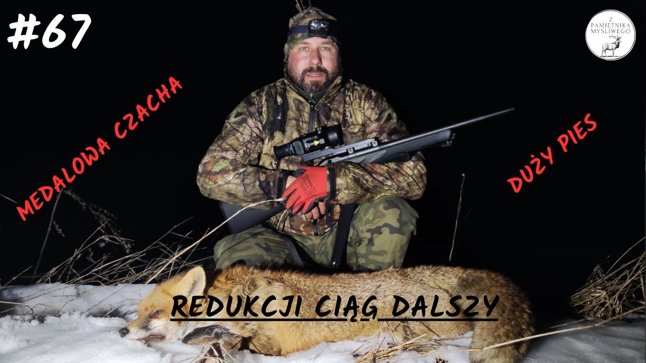 Z Pamiętnika Myśliwego #67 Redukcji drapieżnika ciąg dalszy. Polowanie. (Fox calling and hunting)