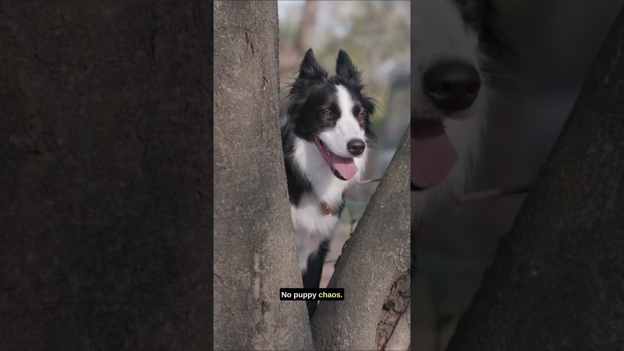 The Benefits of Adopting Senior Dogs 