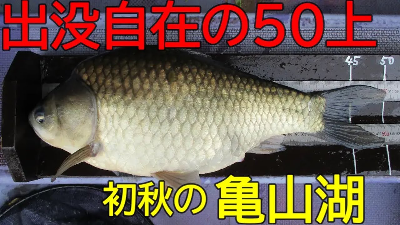 亀山湖・島裏　へら鮒釣り（５０上ゲット）　2025年10月