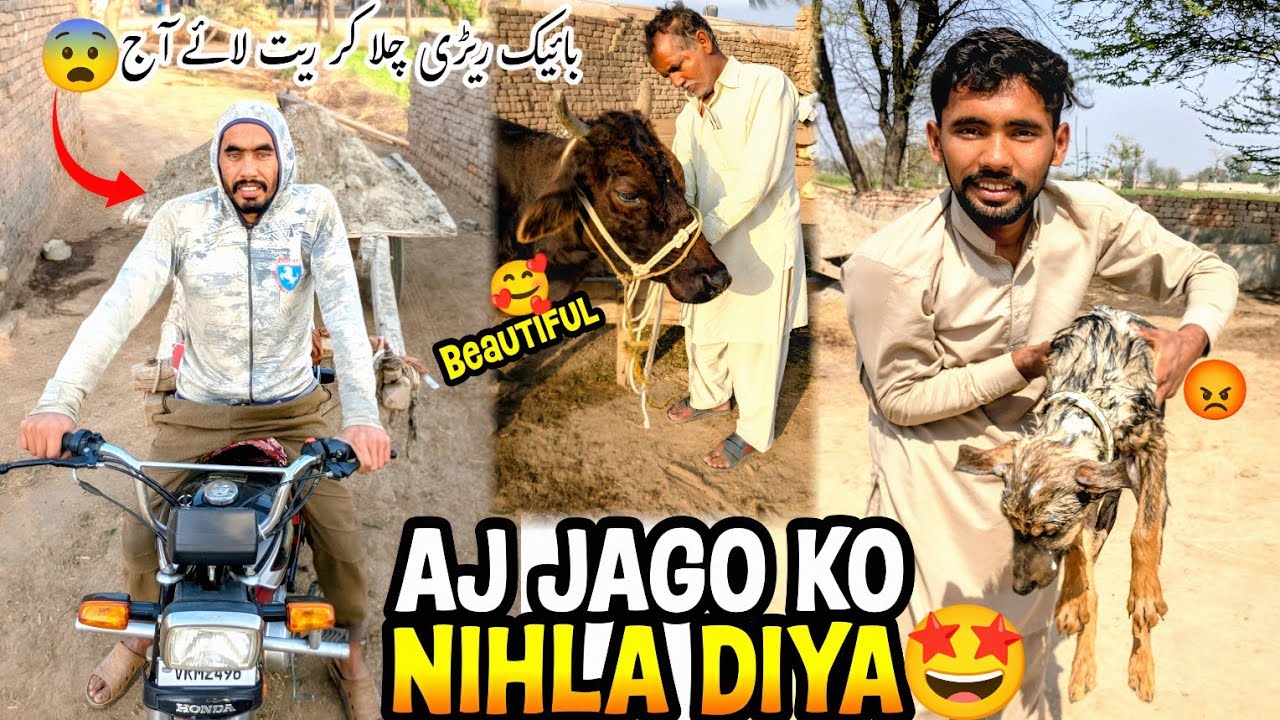 Aj Jago Ko Medicine Laga Kar Nihla 😨 Cow Ko Beautiful Kardiya 🥰آج ریت لائے بائیک ریڑی چلا کر 👍
