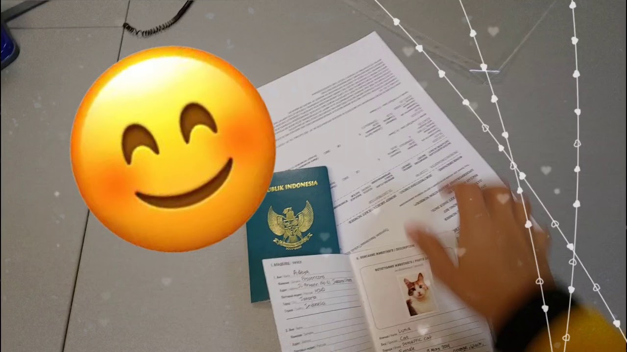 Flying With Cat With Turkish Airlines (Moscow-Jakarta)
