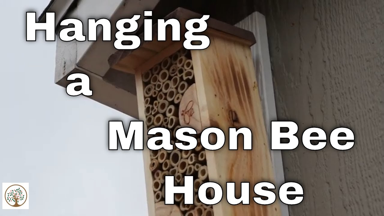 Hanging A Mason Bee House | Bambeco