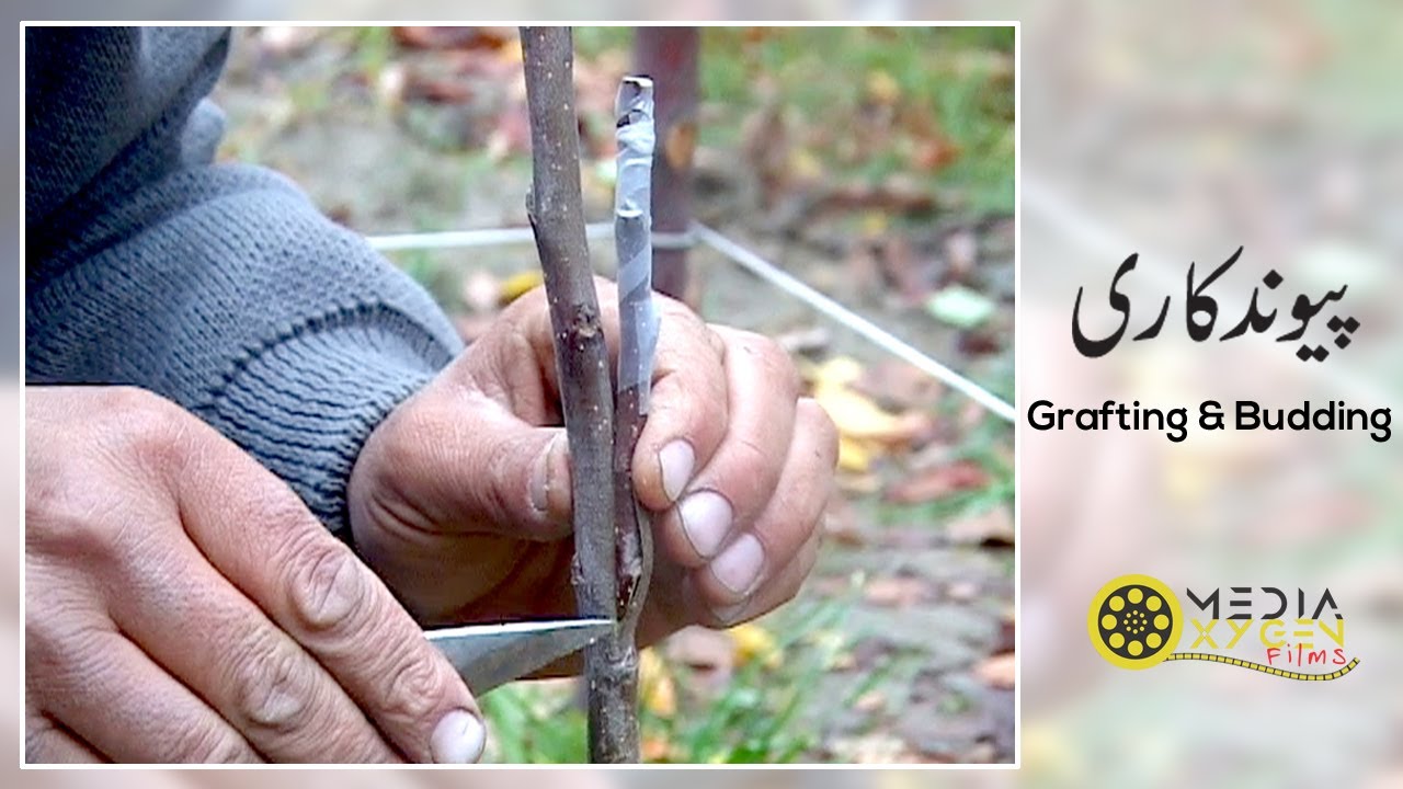 Grafting & Budding |Pewand Kari