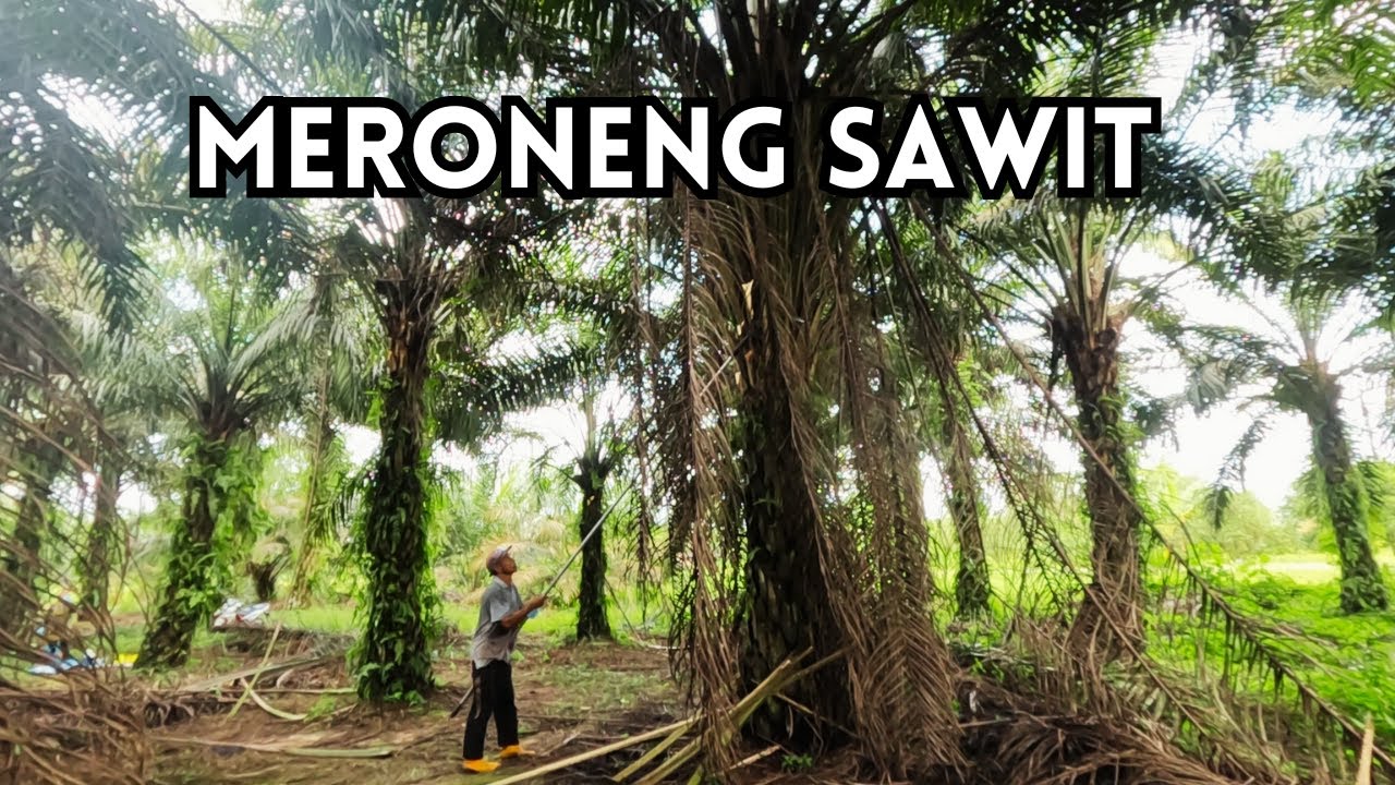 Meroneng sawit biar bersih dan rapi sekalian ngawasin pelepah sawit yang ada di jalan lewatan