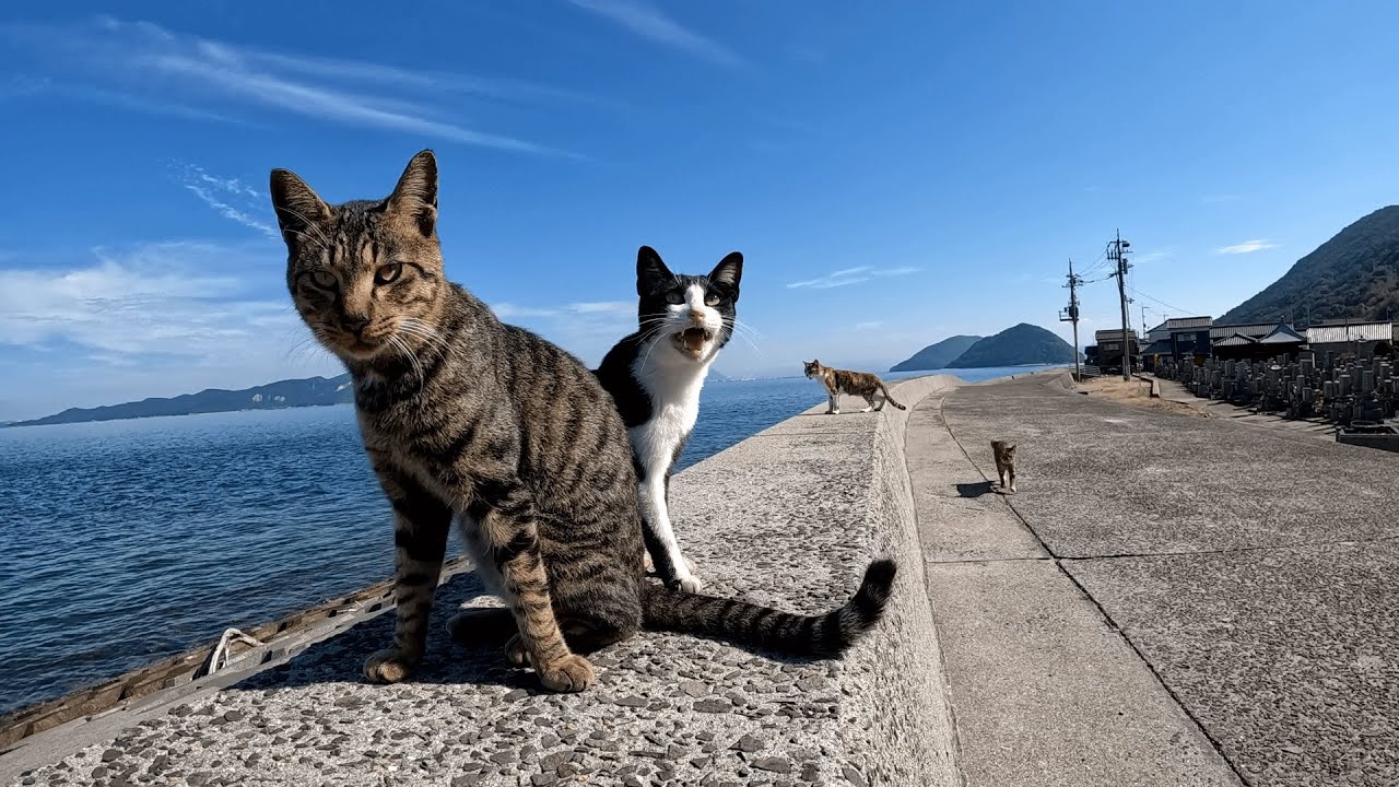 佐柳島　暖かな日差しを浴びて青空の下で碧い海を見渡しながら猫ちゃん達とまったり過ごす至福のひととき