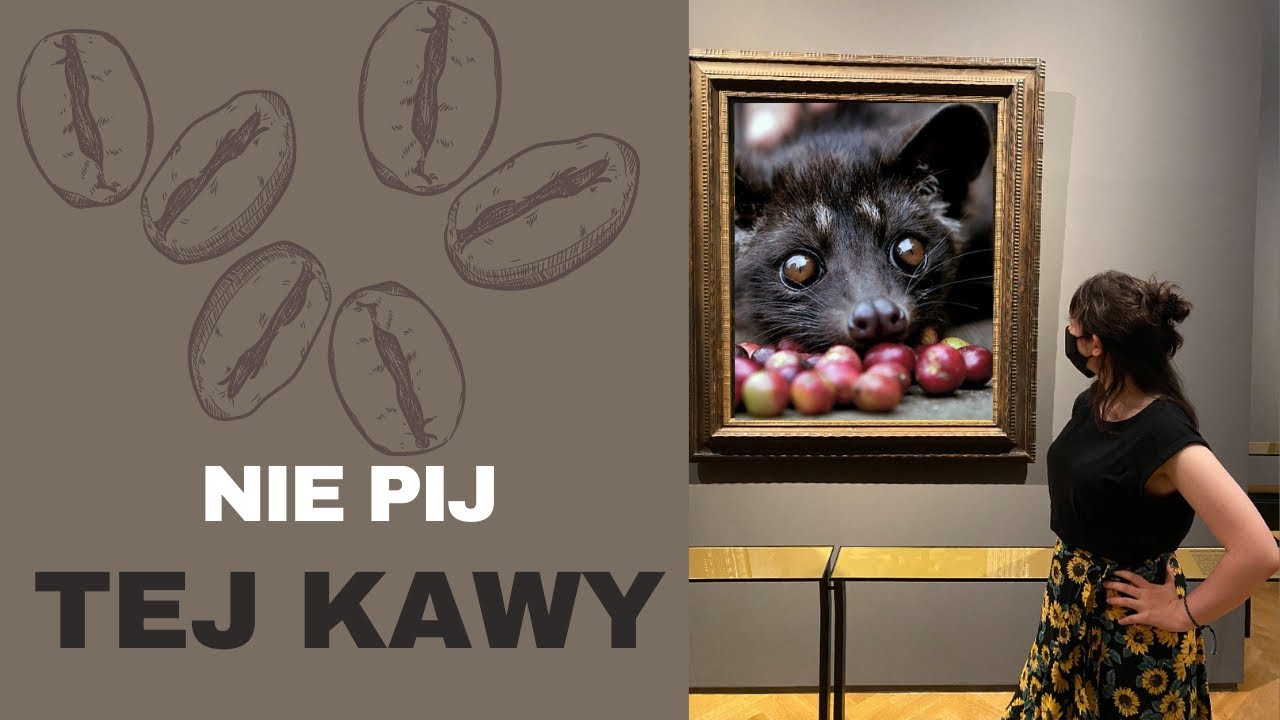 KOPI LUWAK- co to za kawa i dlaczego nie powinno się jej pić?