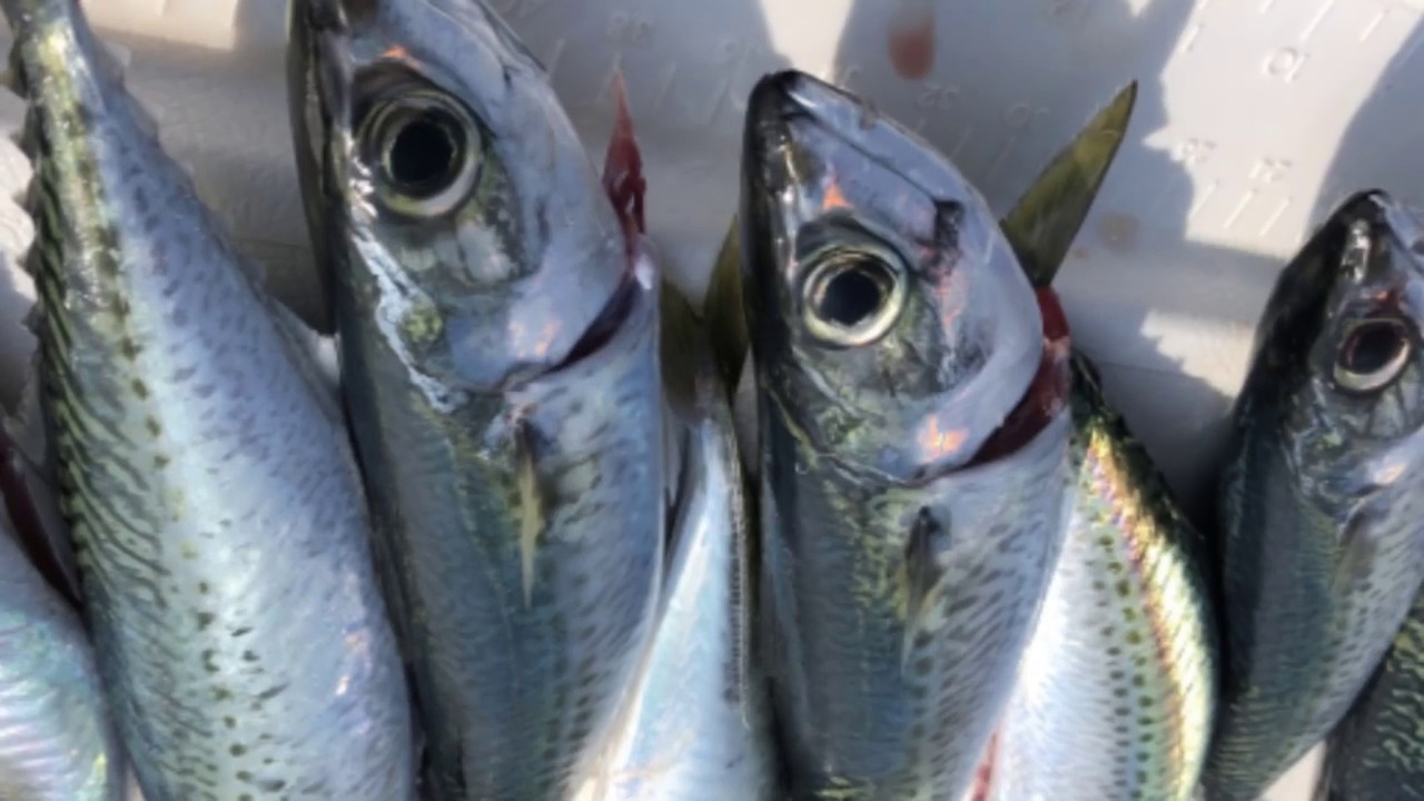 Pescato & cucinato slow jigging lite mackerel
