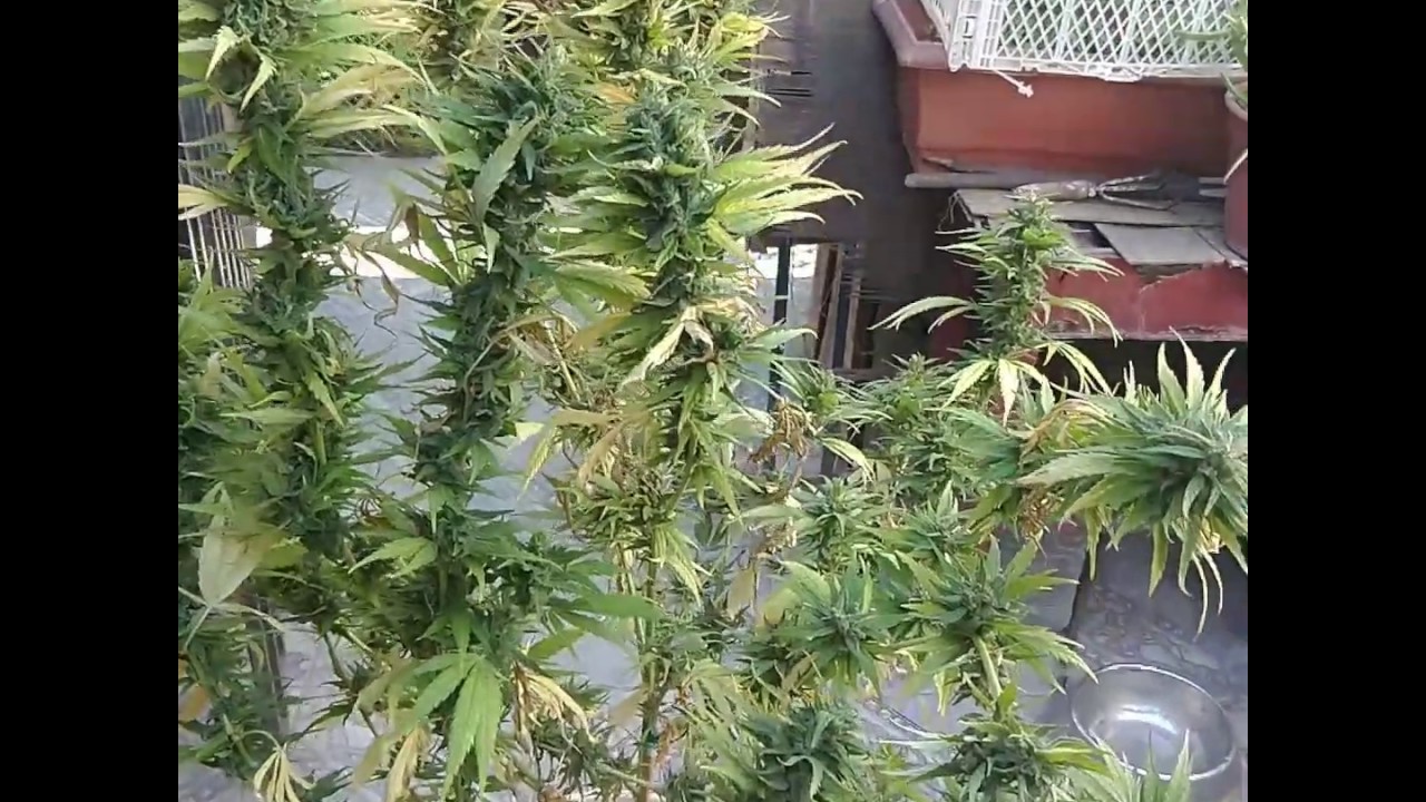 Chocolate Haze - Seguimiento