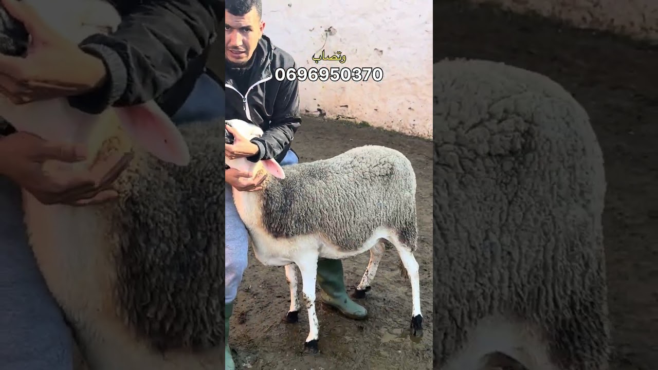 الله بارك 3 نعجات على ميلاد للبيع مع ذكر ثمن المشرى