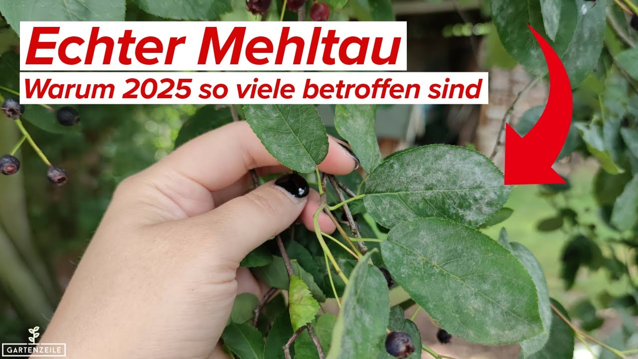 Echter Mehltau - warum 2025 so viele betroffen sind! (und was man dagegen tun kann)