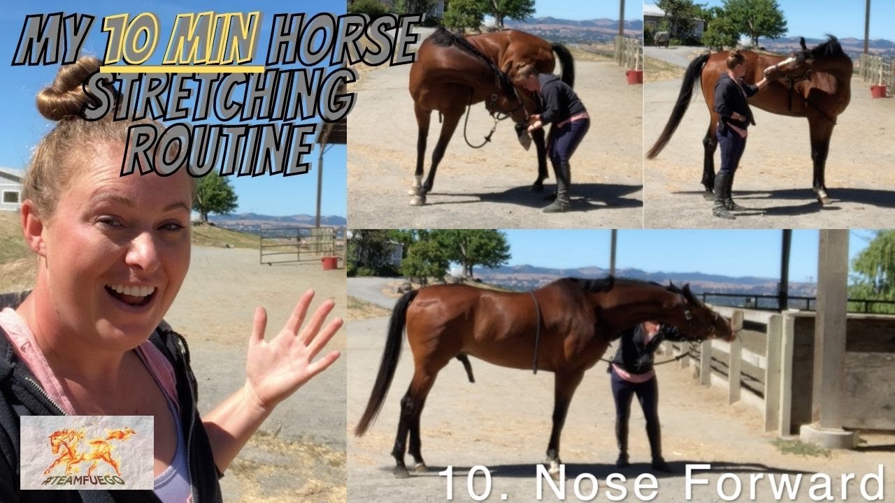 BEST Horse Stretching Routine Build Topline Strength & Improve Balance