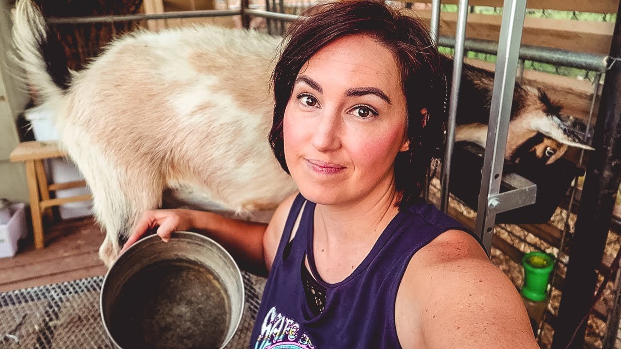 What happened to all the MILK? (pregnant goat problems)